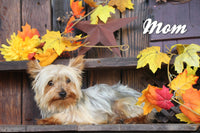 Romeo Male Teacup Yorkshire Terrier $2300