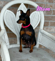 Tilly Female AKC Miniature Pinscher $1500