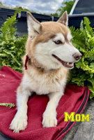 Rover Male Pomsky $1200
