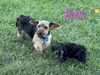 Lenny Male Yorkipoo $750