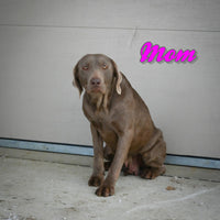 Dylan Male Labrador Retriever $950