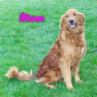 Percy Male AKC Golden Retriever $995