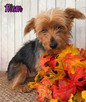 Lexie Female AKC Yorkshire Terrier $950