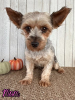 Sugar Female AKC Yorkshire Terrier $950