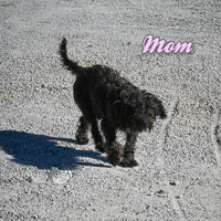 Sugar Female Mountain Feist Mix $475