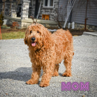 Mya Female Mini Goldendoodle $1100