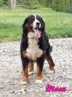 Tommy Male Bernedoodle $1950