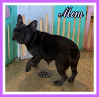 Birdie Female AKC French Bulldog $1500