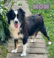 Logan Male AKC Mini Australian Shepherd $750