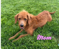 Duke Male F1BB Mini Labradoodle $750