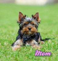 Gunner Male Yorkshire Terrier $950