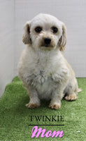 Isabella Female F1B Maltipoo $1050