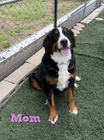 Maple Female AKC Bernese Mountain Dog $1350