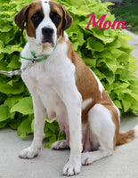 Lucy Female AKC Saint Bernard $1350
