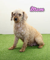 Champ Male ACA Mini Poodle $995