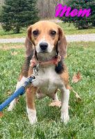 Fannie Female Beagle $550