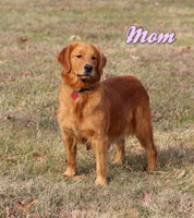 Duke Male AKC Golden Retriever $1350