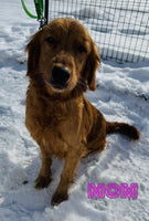 Kelsie Female AKC Golden Retriever $650