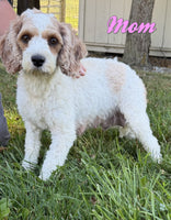 Monty Male F1B Cavapoo $1099