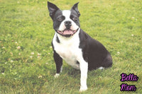 Marshall Male Boston Terrier $1500