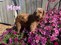 Olive Female AKC Mini Poodle $875