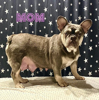 Collin Male French Bulldog $1650