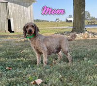 Rex Male AKC Toy Poodle $875