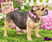Mable Female English Bulldog $1500