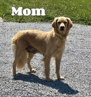 Flower Female AKC Golden Retriever $850