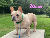 Lexie Female AKC French Bulldog $1650