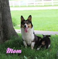 Ottis Male Corgi Aussie Mix $825