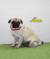 Jelly Bean Female AKC Pug $950