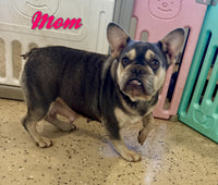 Rambo Male AKC French Bulldog $1799