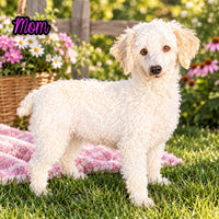 Frankie Male Cavapoo $1350