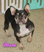 Reba Female AKC French Bulldog $1400