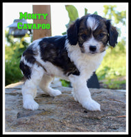 Monty Male F1B Cavapoo $1099