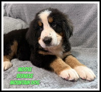 Bernese Mountain Dog