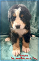 Moose Male AKC Bernese Mountain Dog $1350