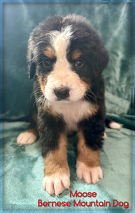 Bernese Mountain Dog