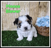 Moose Male Biewer Terrier $2500