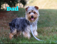 Waffles Female Morkie $1150