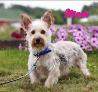 Waffles Female Morkie $1150