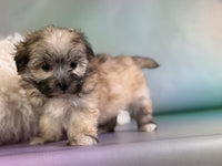 Teddy Male Morkie $1150