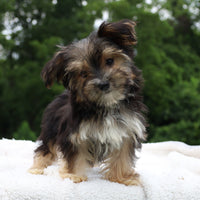 Morkie