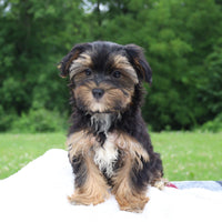 Morkie