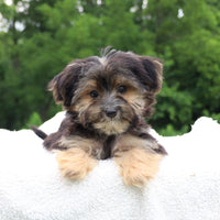Morkie