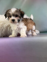 Tucker Male Morkie $1150