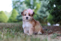 Morkie