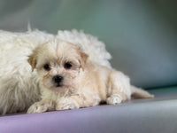 Tootsie Female Morkie $1150