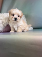 Toby Male Morkie $1150